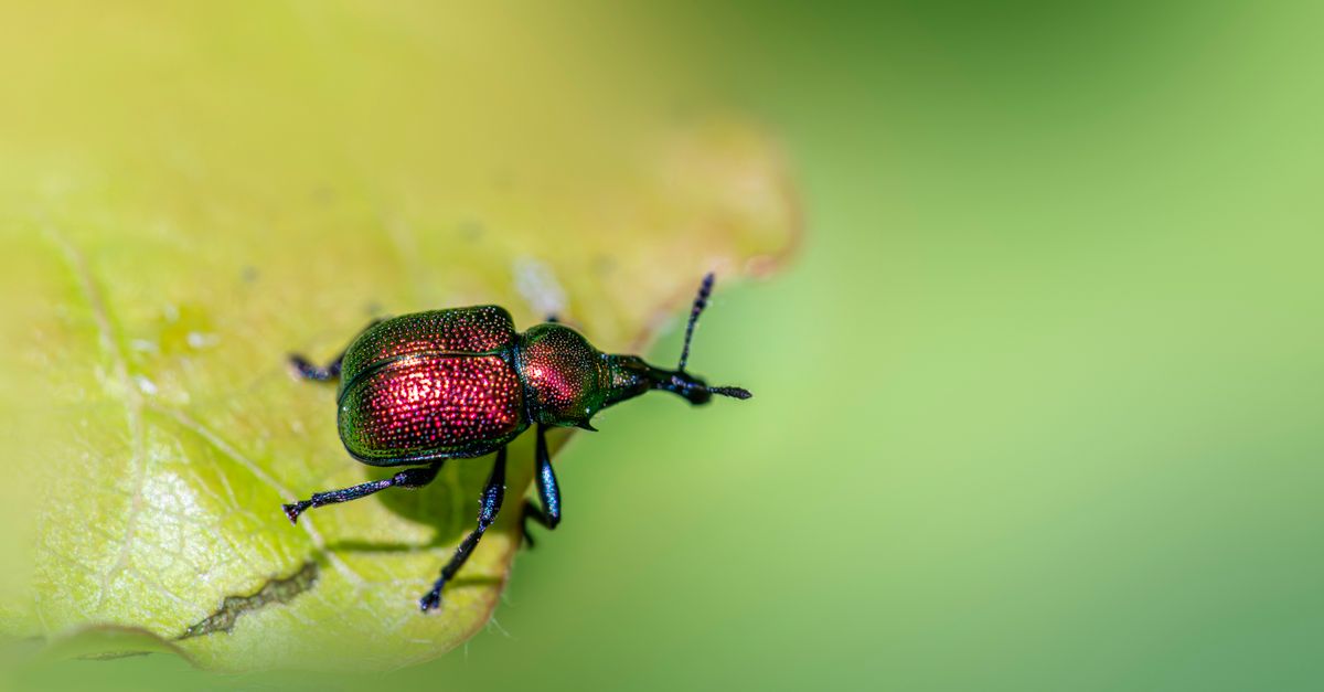 Detailed macro shot of a colorful aspen leaf-rolling weevil (Byctiscus populi) on a green leaf.