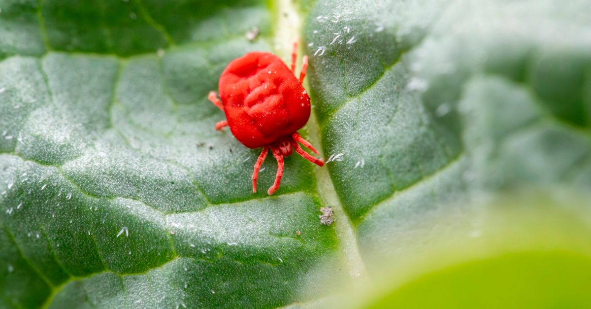 Detailed close-up of a red clover mite on a green leaf, showcasing nature's tiny wonders.