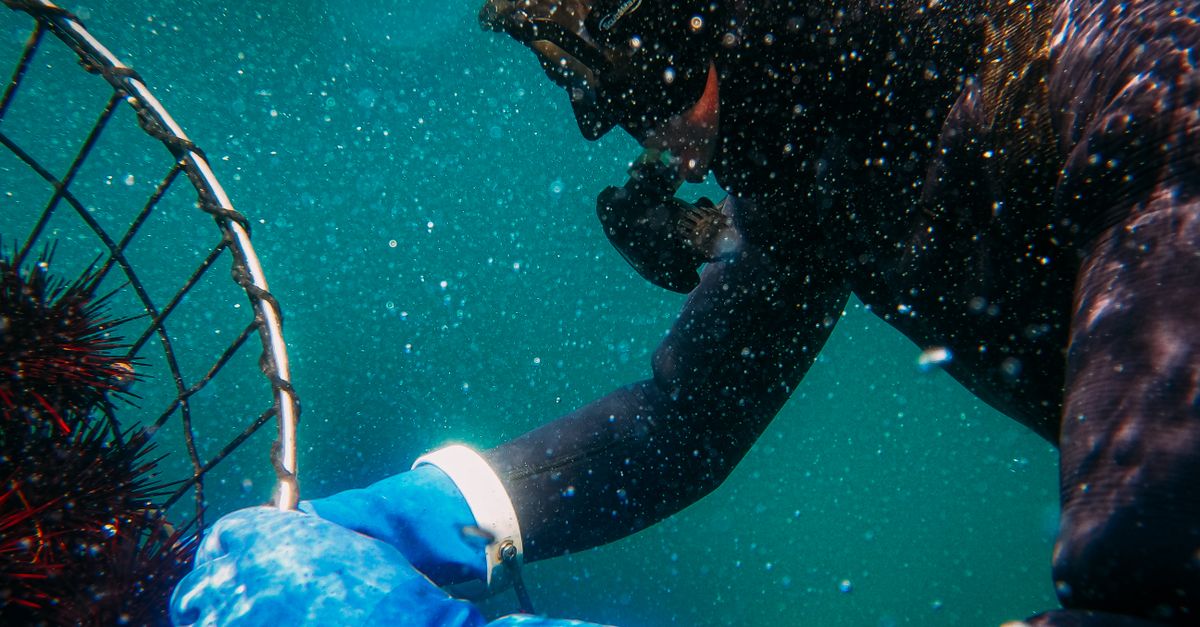 A scuba diver collects sea urchins underwater, showcasing marine manual labor.