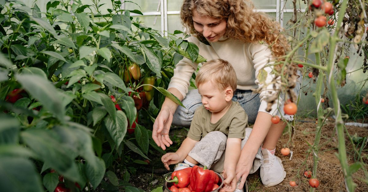 A mother and her child are picking fresh peppers in a sunny greenhouse, enjoying gardening together.