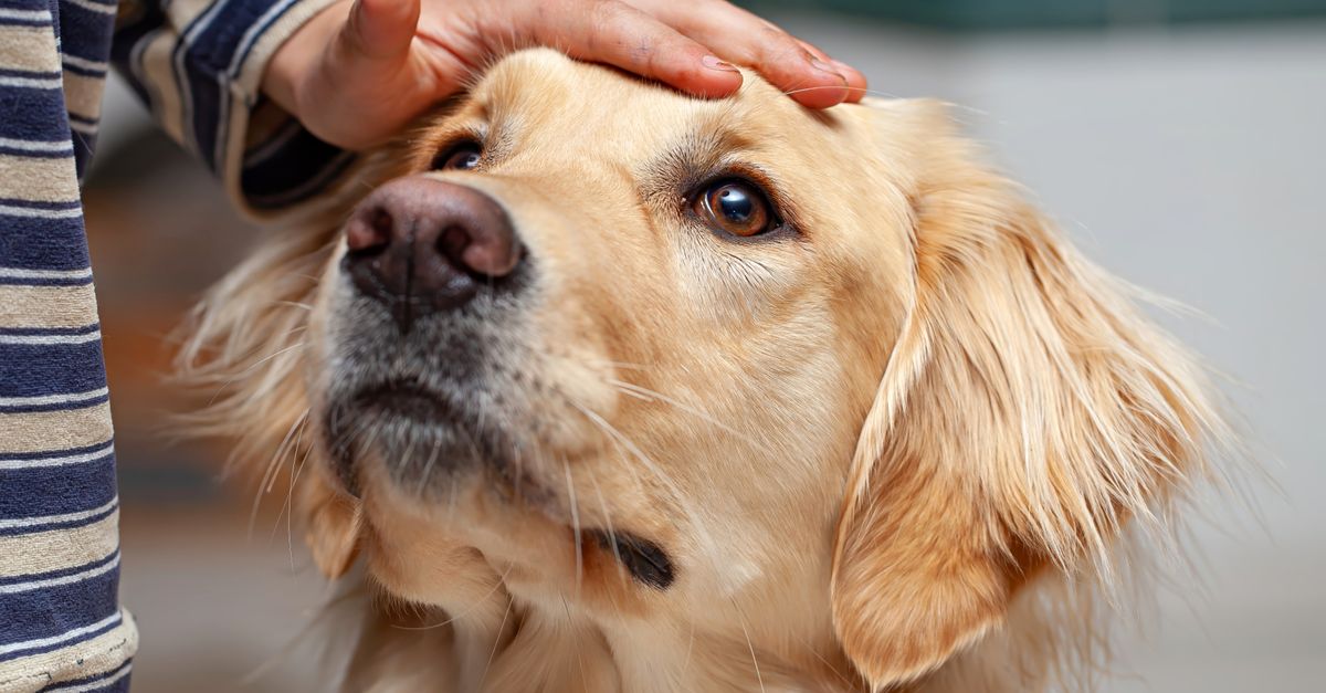 A child gently pets a Golden Retriever indoors, showcasing friendship and bonding.