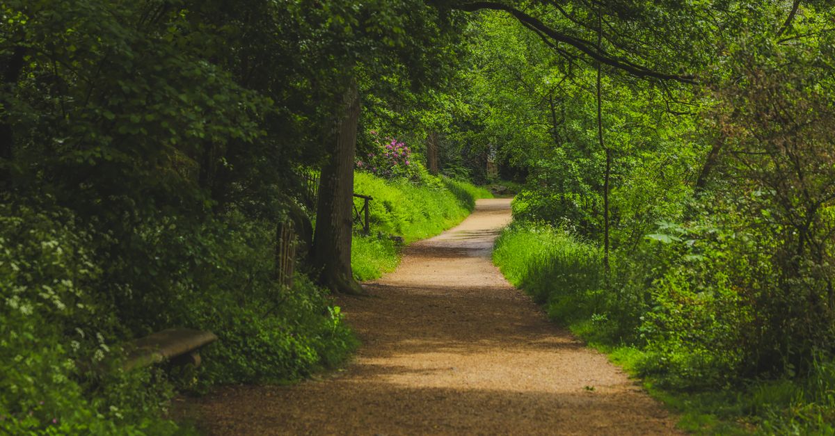 A serene forest path in Clisson, surrounded by lush greenery and vibrant foliage.
