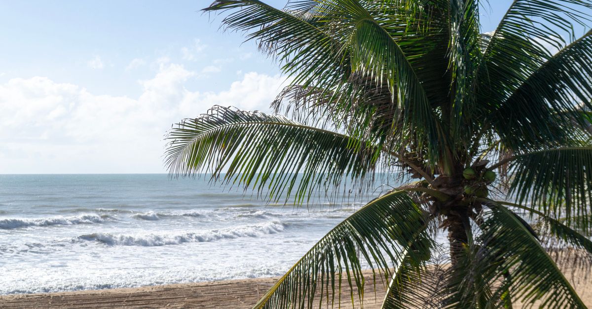 Scenic view of a palm-lined beach in Baia Formosa, Brazil, showcasing waves and clear skies.