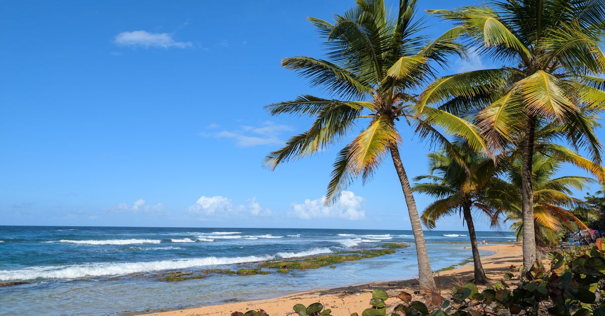 Serene tropical beach with lush palm trees and gentle ocean waves under a bright blue sky.