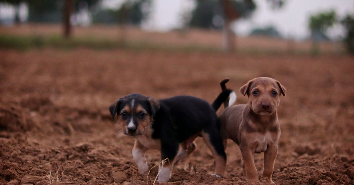 Two cute puppies on a field, showcasing their playful curiosity.