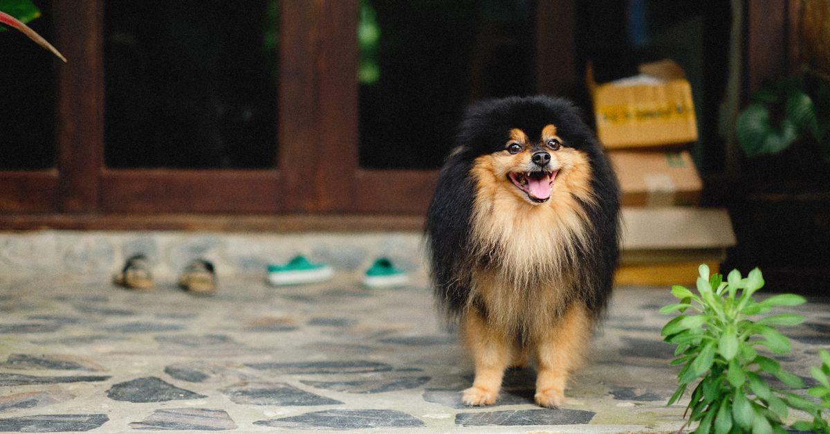 Adorable Pomeranian dog joyfully standing at an entrance, showcasing fluffy fur.