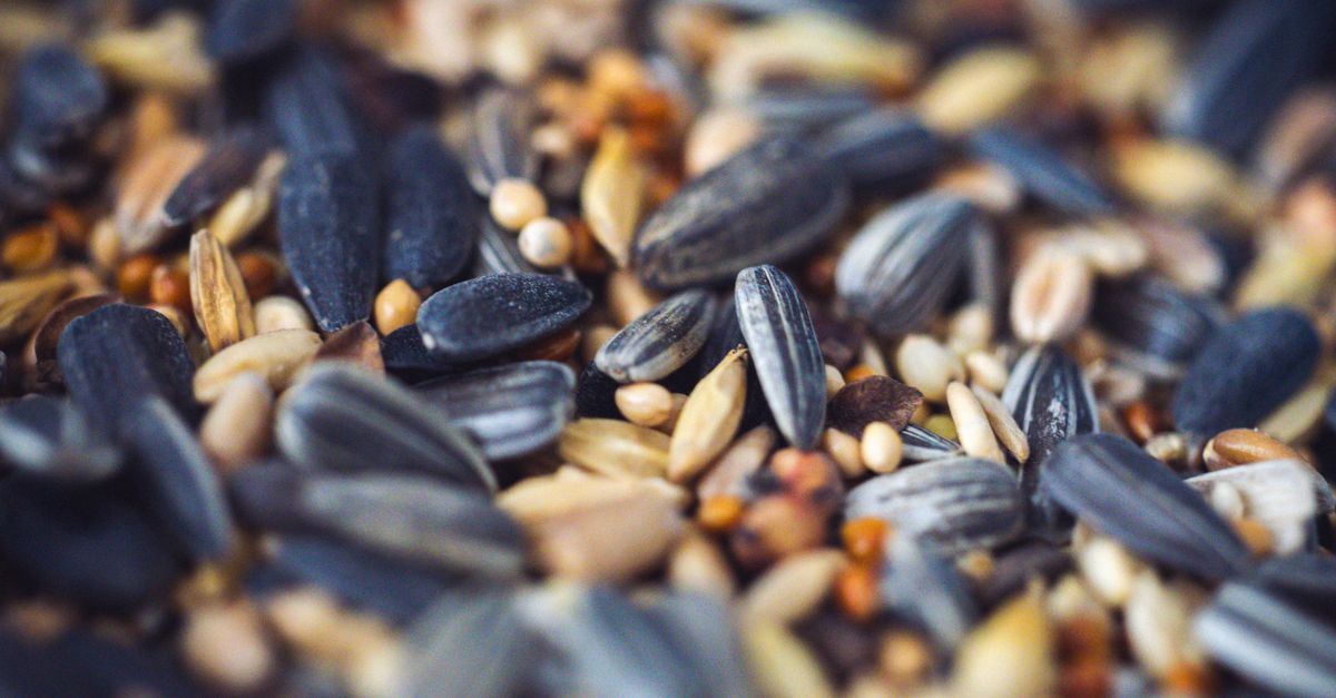 Macro shot of a variety of mixed seeds including sunflower and millet, ideal for birds.