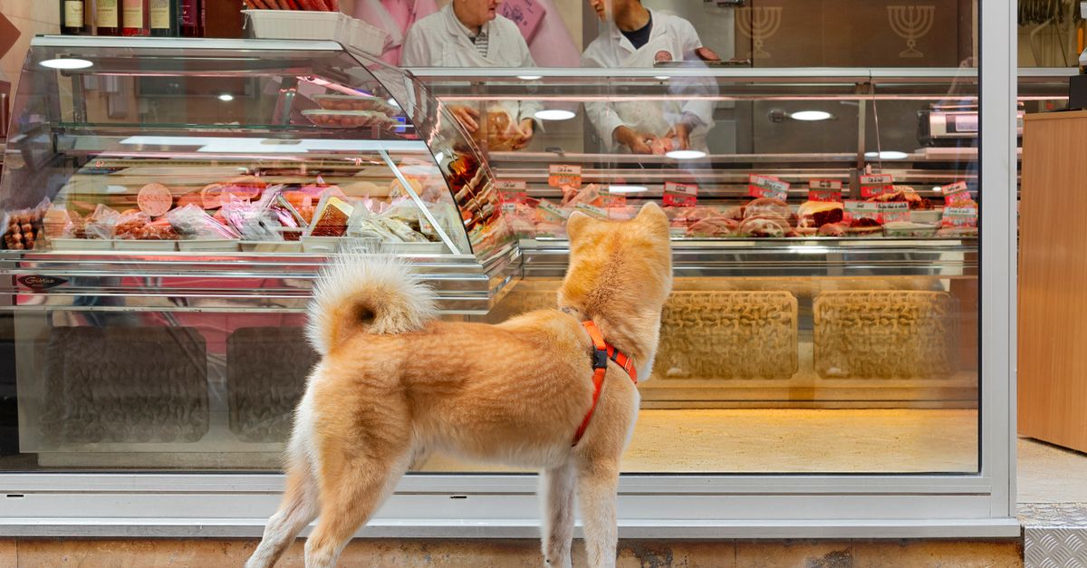 A curious Shiba Inu looks into a butcher shop window displaying meats and workers.