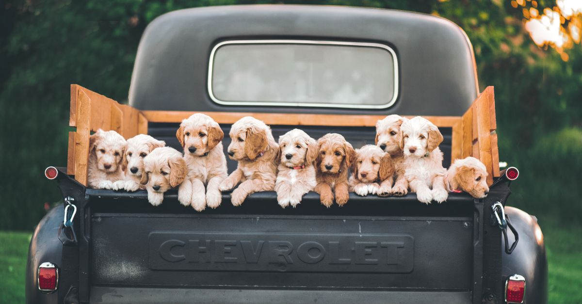 Charming puppies sitting in a vintage Chevrolet truck under a warm, sunset sky.