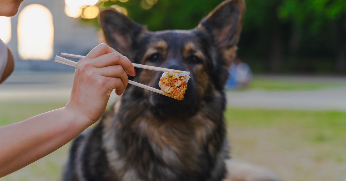 A German Shepherd being fed sushi with chopsticks at a park, creating a unique dining moment.
