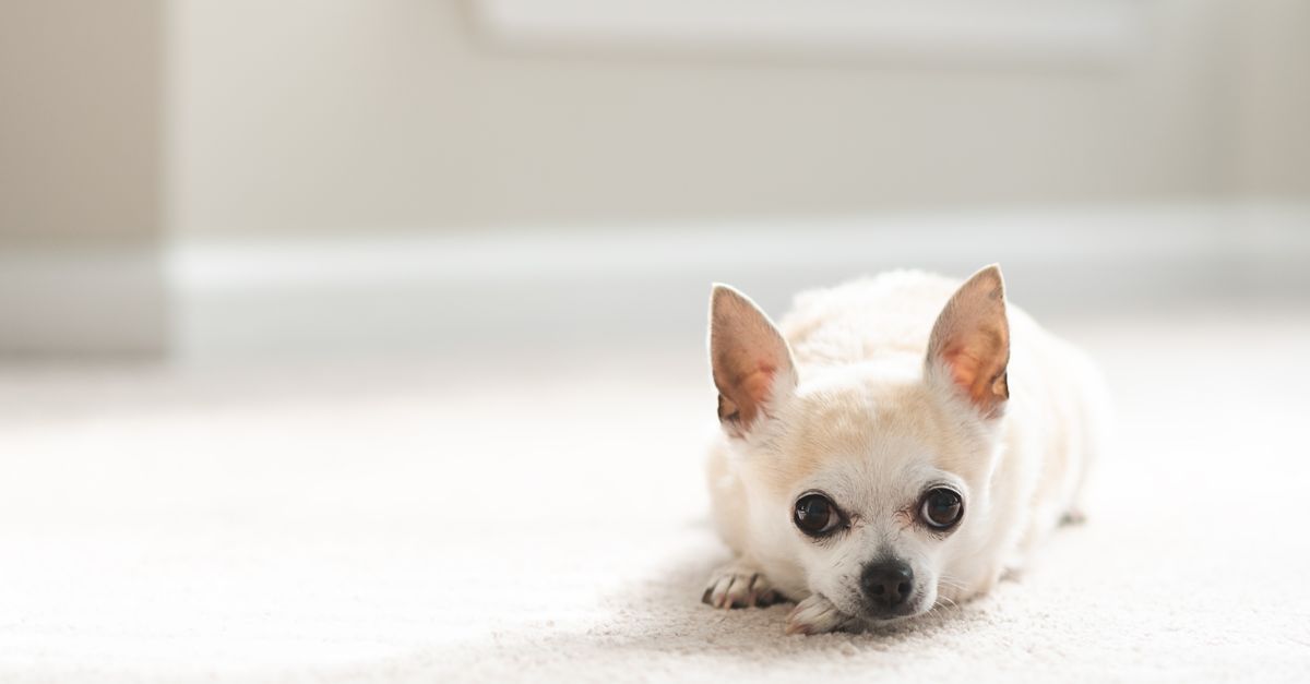 Cute white Chihuahua lying on a soft carpet indoors, showcasing its calm nature.