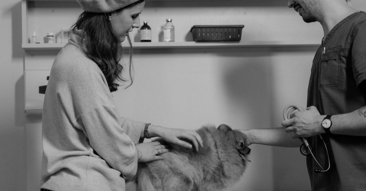 Veterinarian consults a woman with her Pomeranian in a monochrome clinic setting.