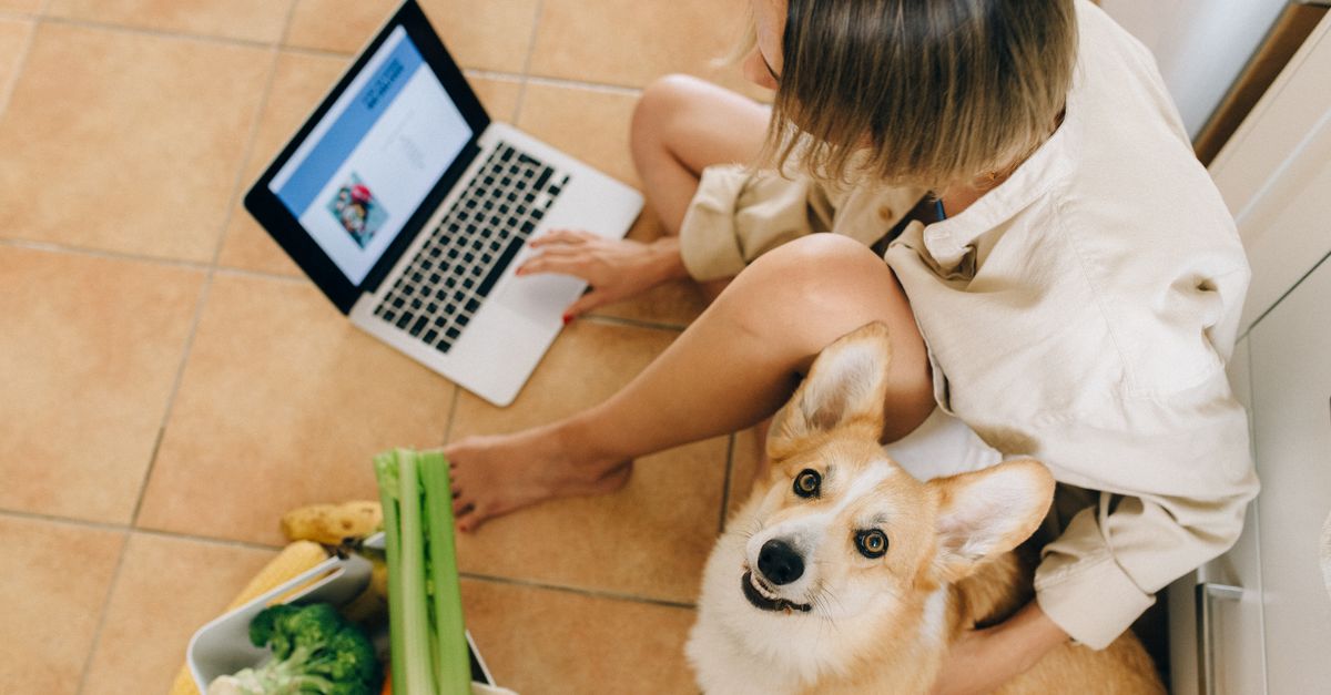 Woman sits with corgi and laptop, surrounded by groceries, browsing online at home.