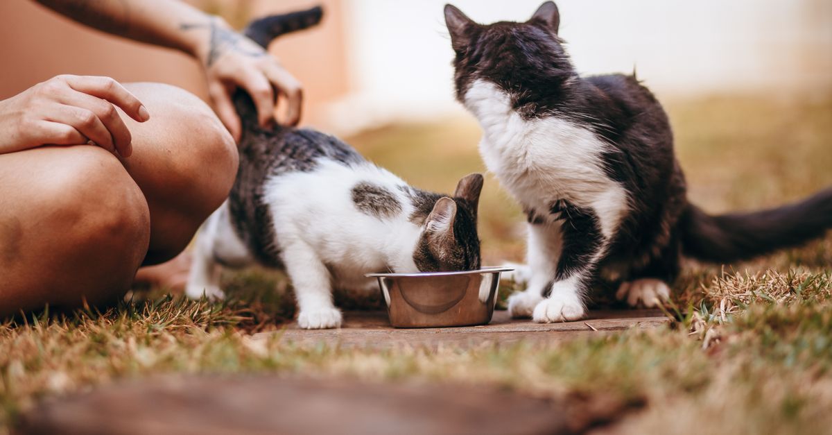 Two cats eating from a bowl while a person gently touches them on a grassy outdoor area.