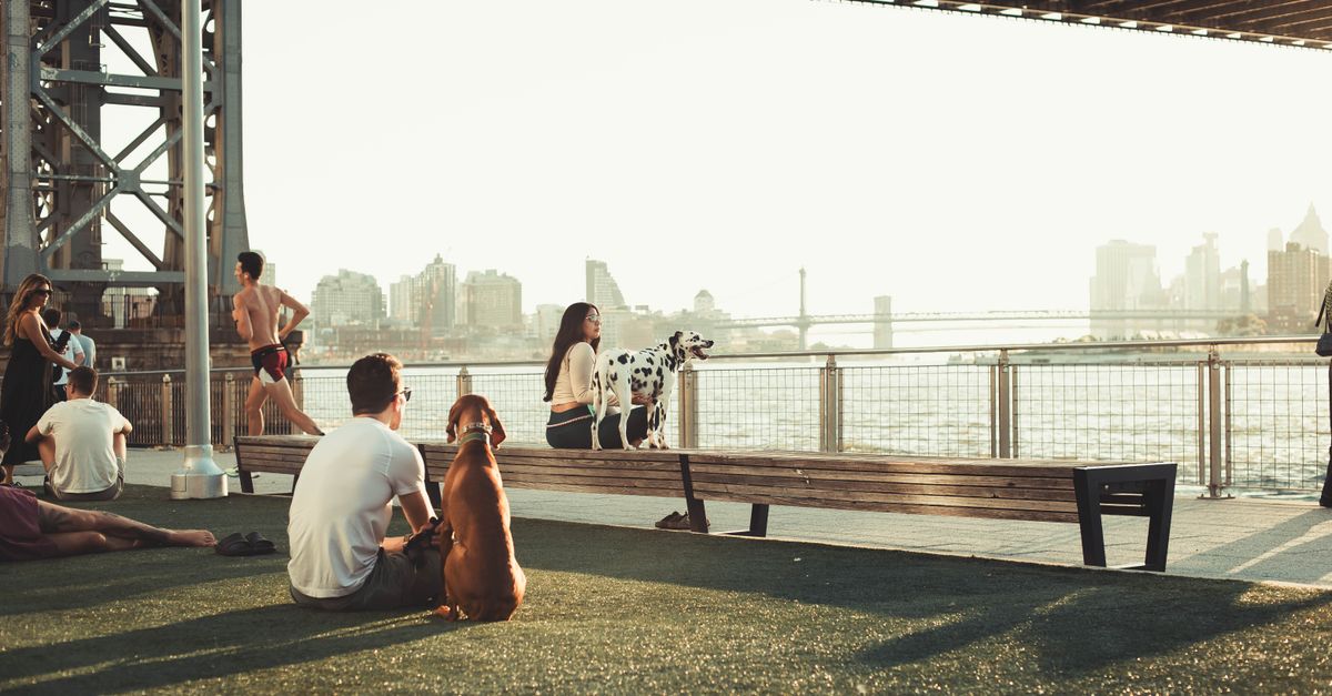People relaxing with dogs under the Brooklyn Bridge, capturing an urban park scene at sunset.