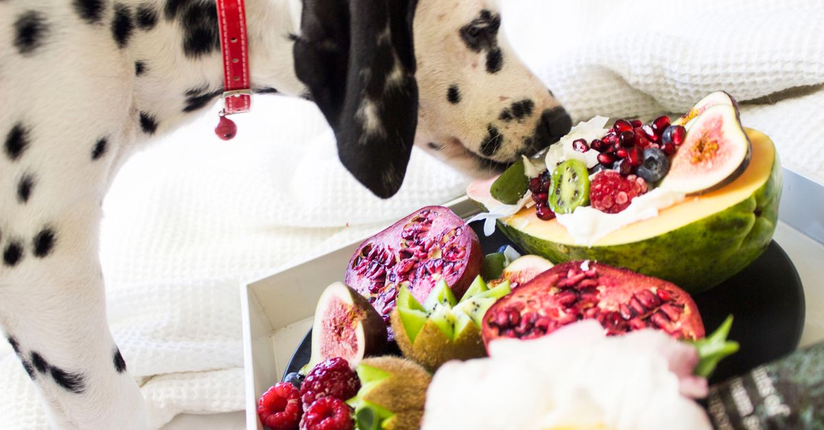Dalmatian dog sniffing tropical fruits on a platter, including figs and raspberries.