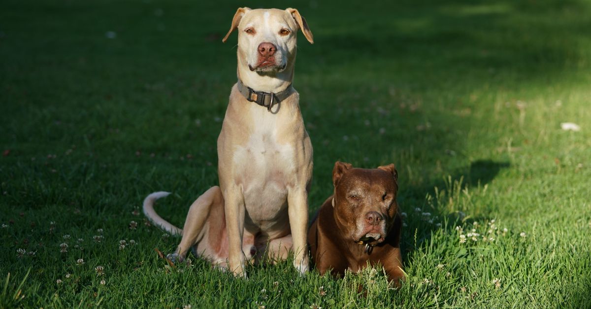Two pitbull dogs enjoying a sunny day on a grassy lawn, one sitting and the other lying down.