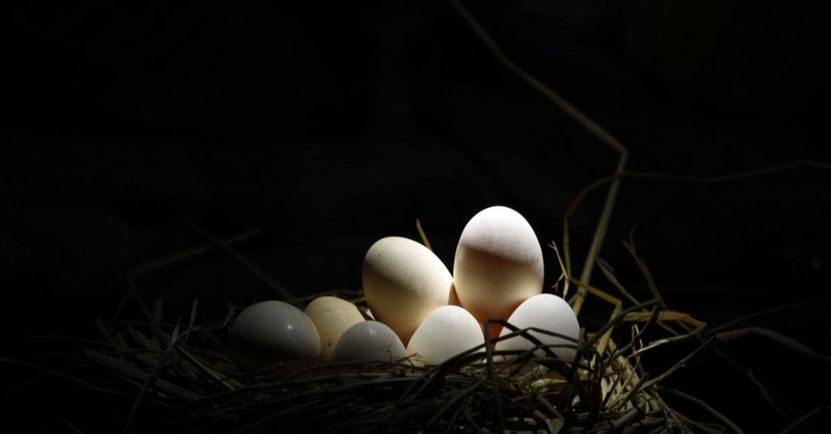A nest with eggs illuminated dramatically by focused lighting against a dark background.