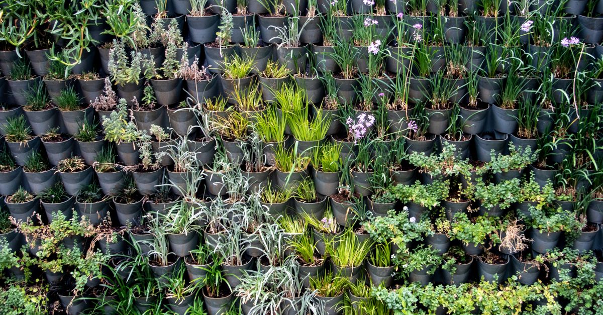 A vibrant vertical garden showcasing diverse plant species in black pots, depicting modern horticulture.