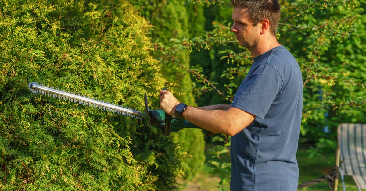 Man trimming hedge with electric trimmer in a sunny garden.