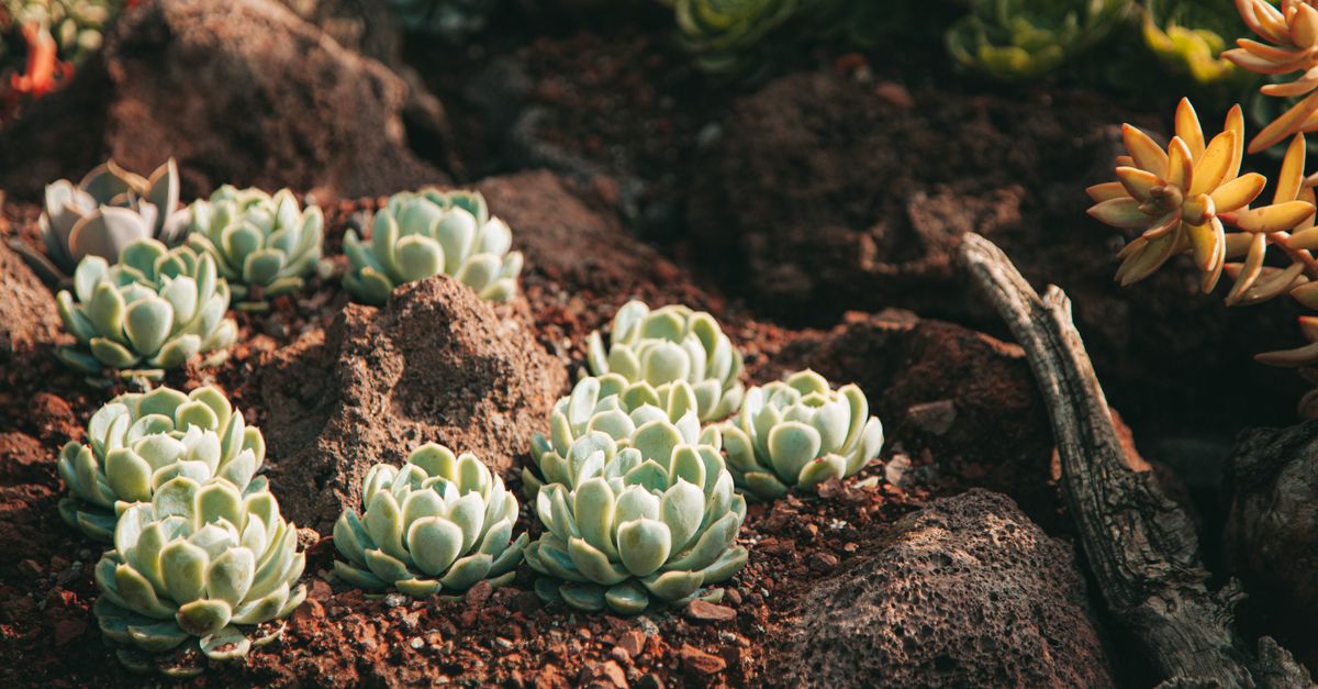 Vibrant succulents thriving among stones in a sunlit outdoor garden.