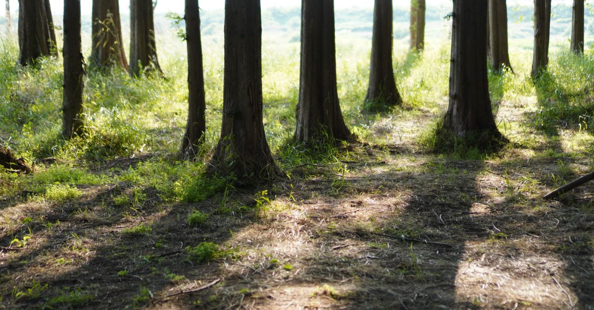 Serene forest scene with sunlight filtering through tall trees in the Korean countryside.