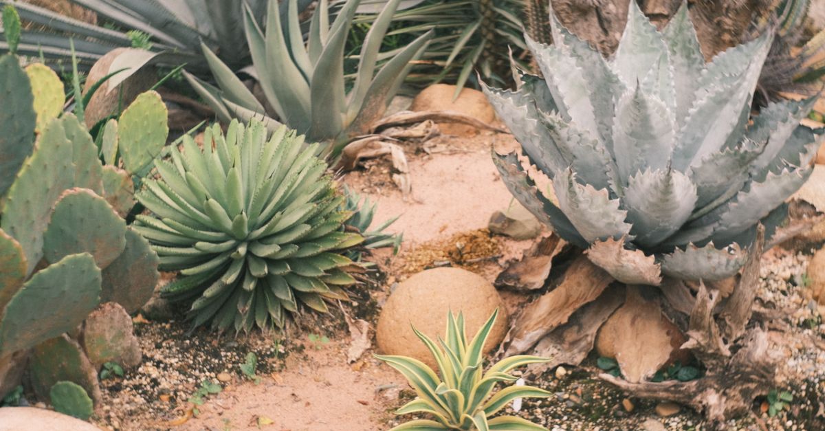 Vibrant desert garden showcasing various succulents and cacti.