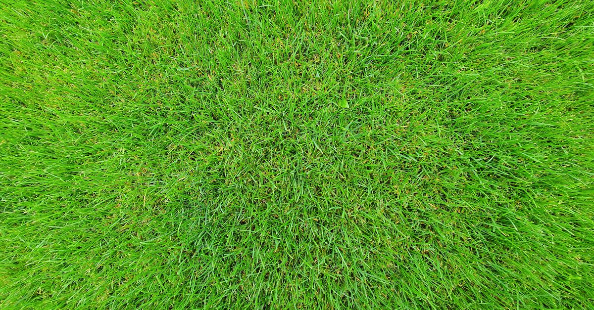 Detailed close-up of fresh green grass with a bright and natural texture.