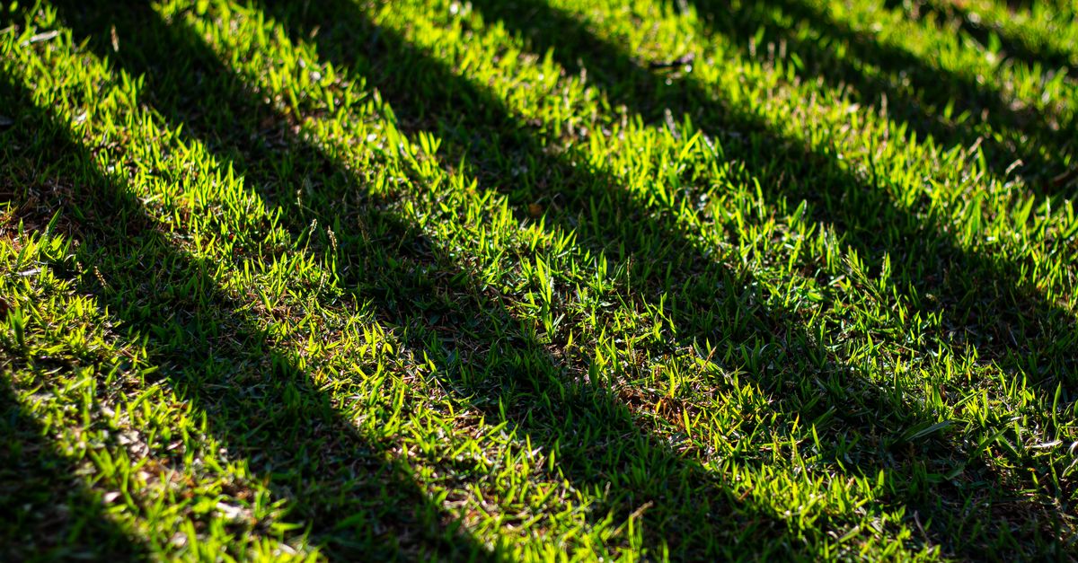 Vibrant green grass in Bom Jesus dos Perdoes, casting dynamic shadows under the sunlight.