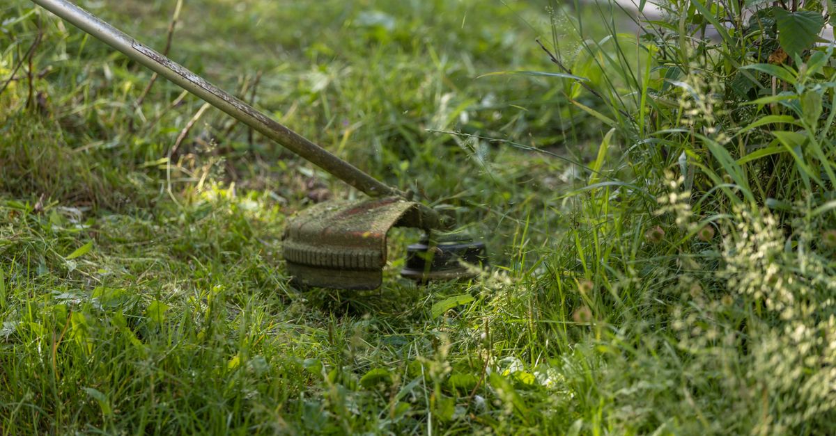 A grass trimmer cutting through a lush, green lawn on a sunny day.