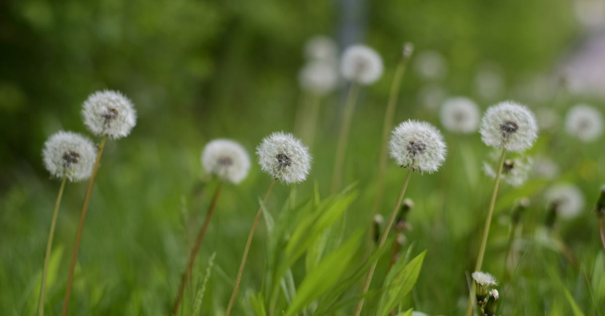 Soft focus image of dandelions with seeds in a green meadow during spring.