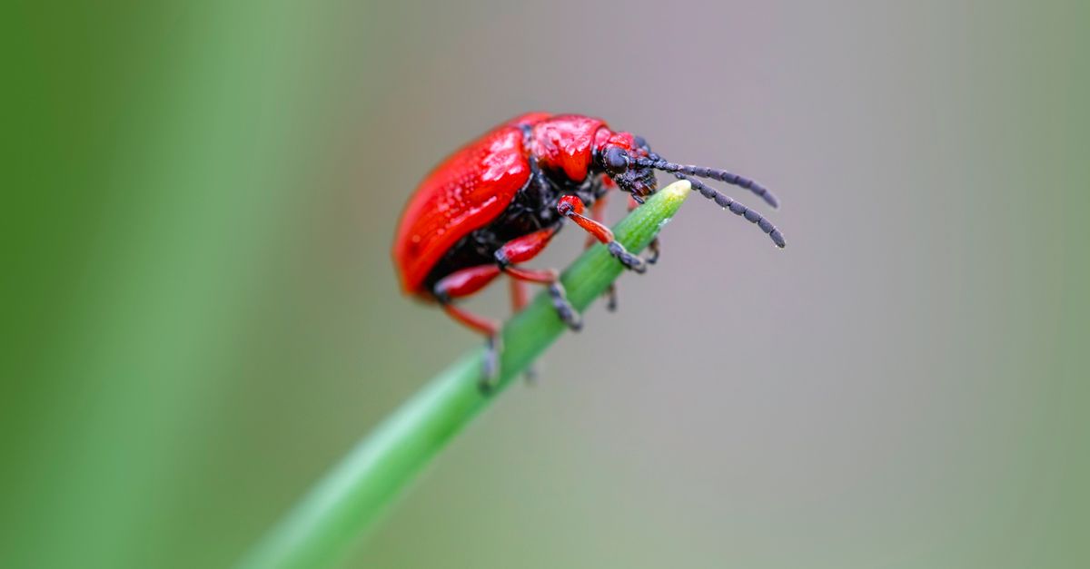 Detailed image of a red lily leaf beetle on a green plant stem.