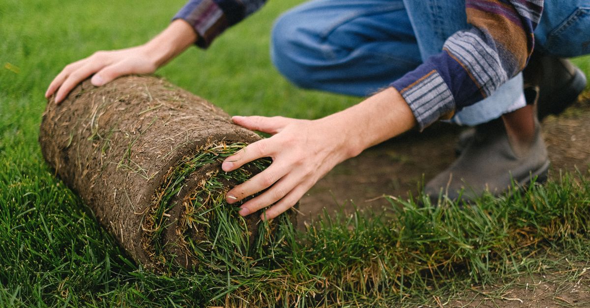 Side view of unrecognizable male farmer laying grass turf roll on ground while working on agricultural plantation on blurred background