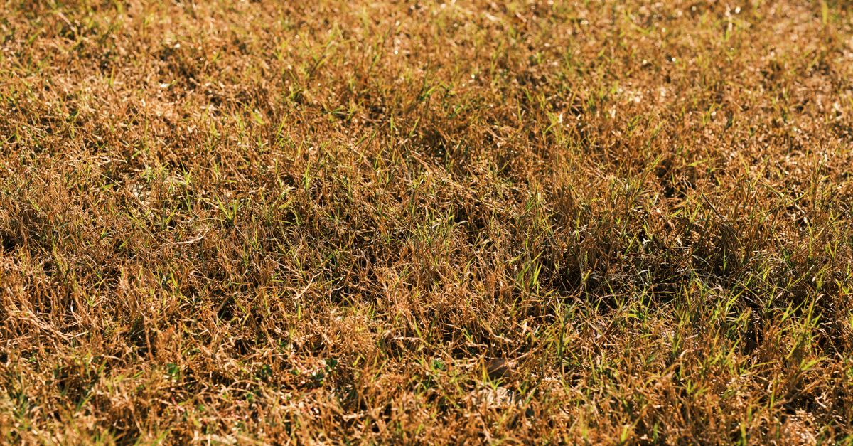 Close-up of brown and green grass under bright sunlight, showcasing a dry lawn in early autumn.