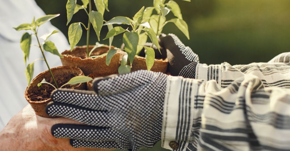 Hands of a gardener transferring young potted plants outdoors, showcasing teamwork and nature care.