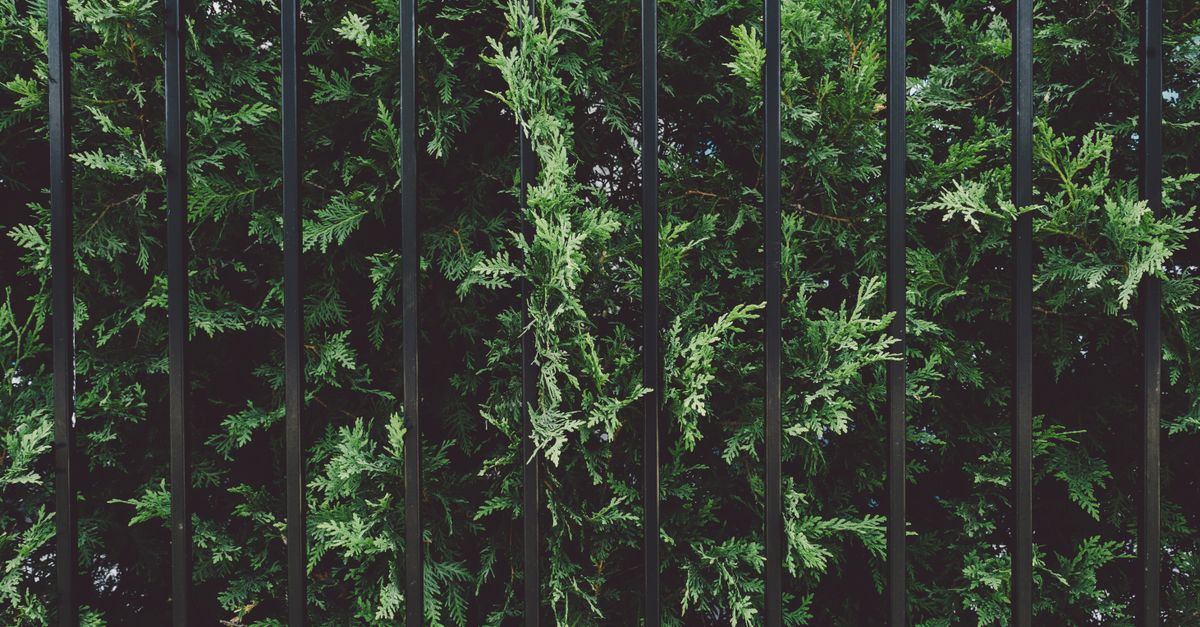 Lush green shrubs contrasted against a sleek steel fence, creating a natural and modern blend.
