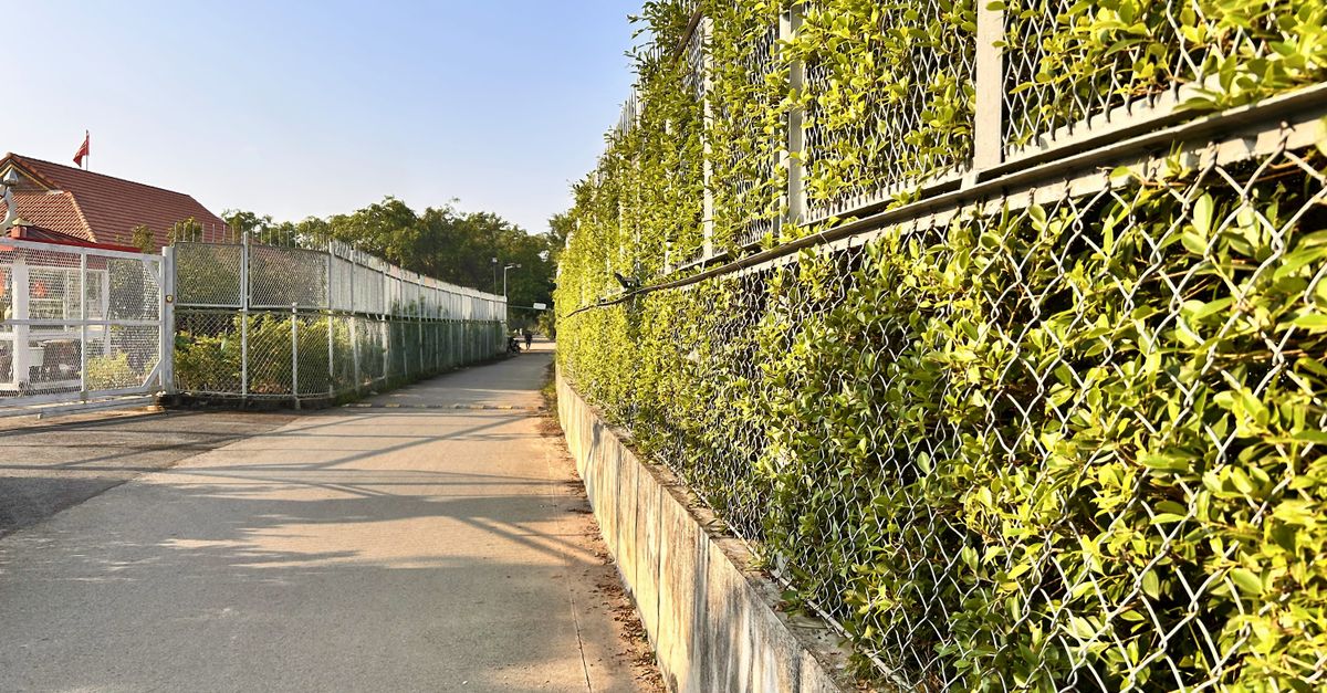 Sunny day capturing a pathway flanked by a greenery-covered chain-link fence and buildings.
