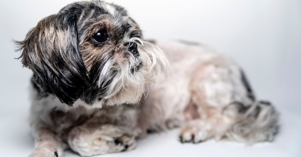 Adorable Shih Tzu dog lying down against a plain white background, showcasing its fluffy fur.