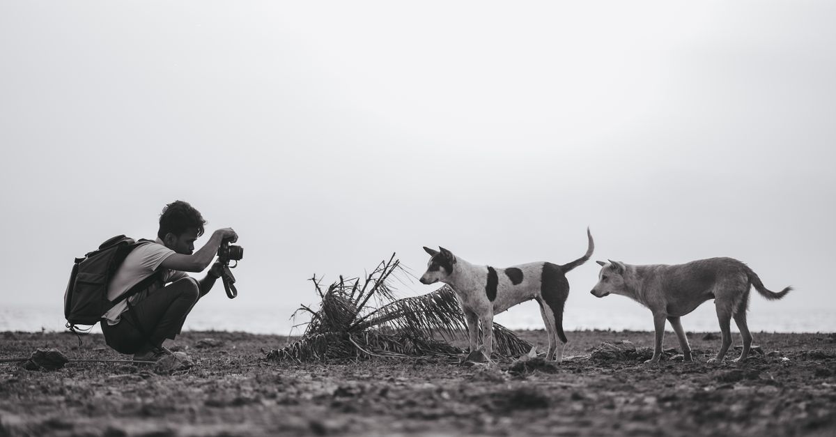 A photographer takes pictures of street dogs on a sandy beach in Chittagong, Bangladesh.