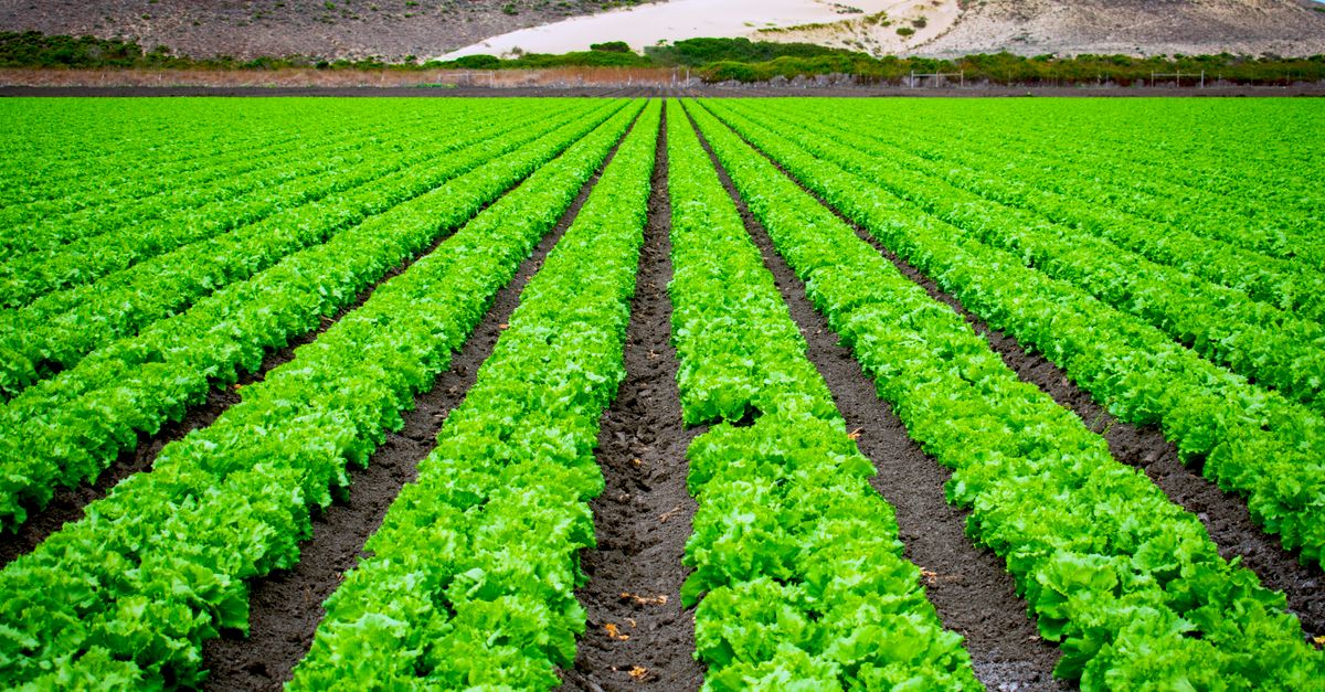 Vibrant rows of lettuce in an open field with scenic hills, captured in Marina, California.