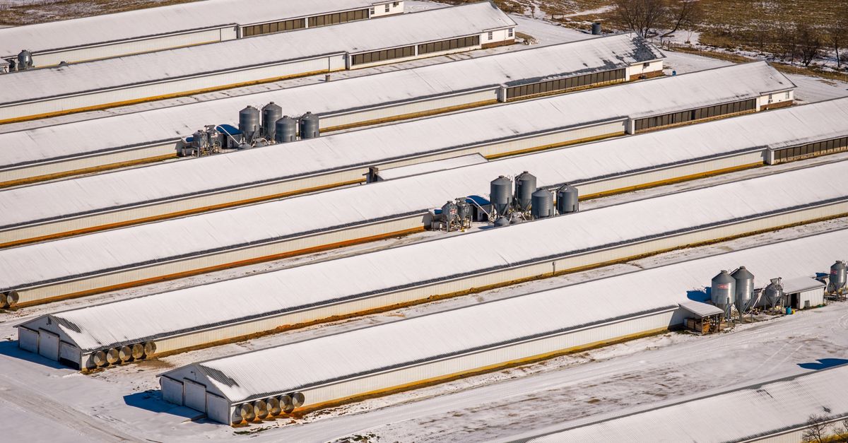 Aerial shot of snow-covered poultry farm buildings in winter, showcasing roof structures and farm equipment.