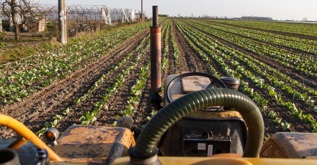 A tractor navigating through a lush, green cropland during the day. Ideal for agriculture themes.